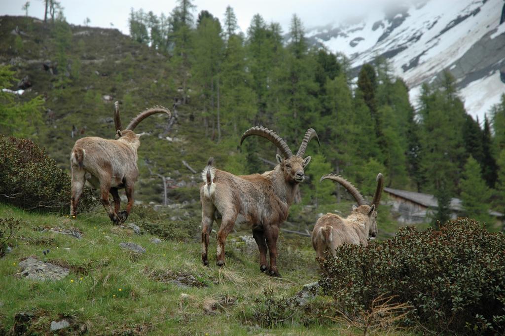 Haus Gfall Kaunertal Luaran gambar
